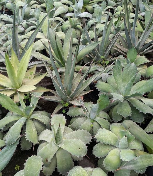 Agave MIX